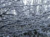 008  23thJanuary2017 - photo by Ash Mills