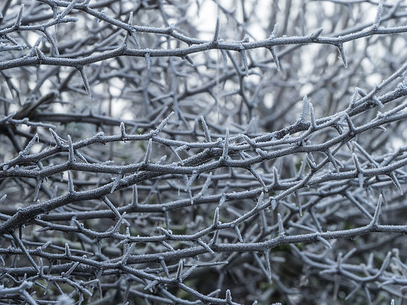 008  23thJanuary2017 - photo by Ash Mills