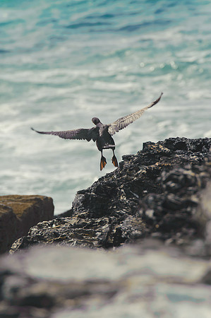Cornwall 133
