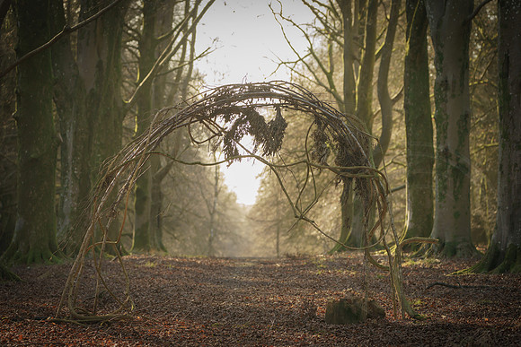 004  020222  Woodland walk - photo by Ash Mills