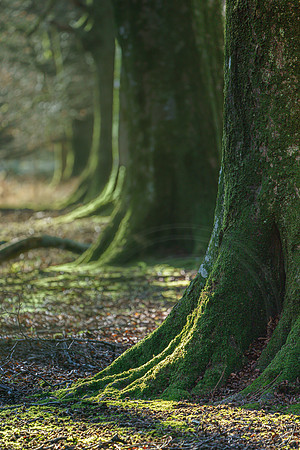 005  020222  Woodland walk - photo by Ash Mills
