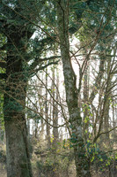 001  020222  Woodland walk - photo by Ash Mills