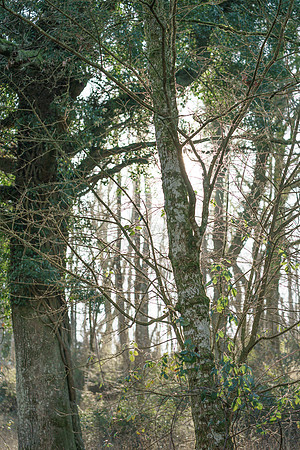 001  020222  Woodland walk - photo by Ash Mills