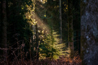 009  020222  Woodland walk - photo by Ash Mills