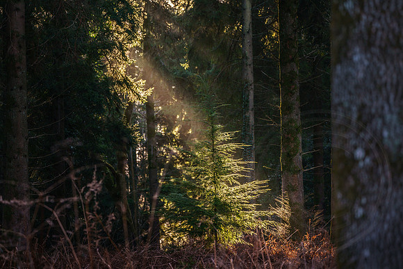 009  020222  Woodland walk - photo by Ash Mills
