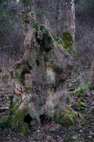 011  020222  Woodland walk - photo by Ash Mills