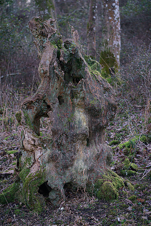 011  020222  Woodland walk - photo by Ash Mills