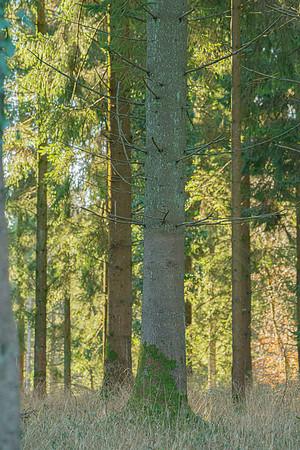 002  020222  Woodland walk - photo by Ash Mills