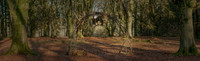 006  020222  Woodland walk - photo by Ash Mills