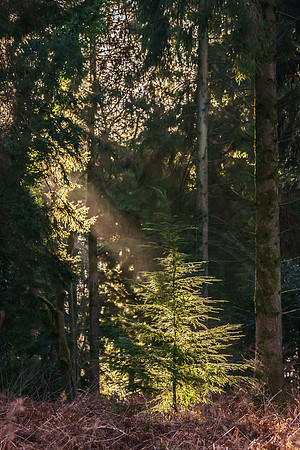 010  020222  Woodland walk - photo by Ash Mills