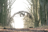 008  020222  Woodland walk - photo by Ash Mills