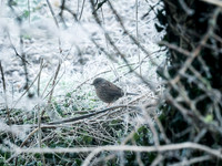 013  23thJanuary2017 - photo by Ash Mills
