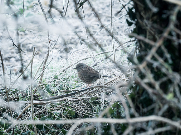 013  23thJanuary2017 - photo by Ash Mills