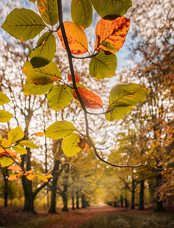 002 2ndNov2020 - Photo by Ash Mills