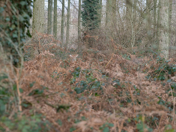 034  23thJanuary2017 - photo by Ash Mills