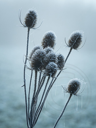 006  23thJanuary2017 - photo by Ash Mills