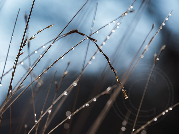 032  23thJanuary2017 - photo by Ash Mills